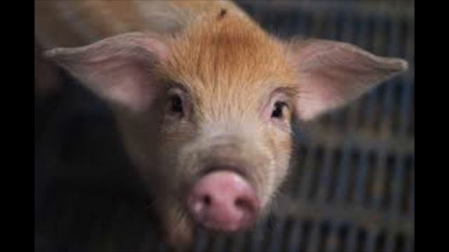 Channel Trailer (Pigasus Vlogs) смотреть онлайн