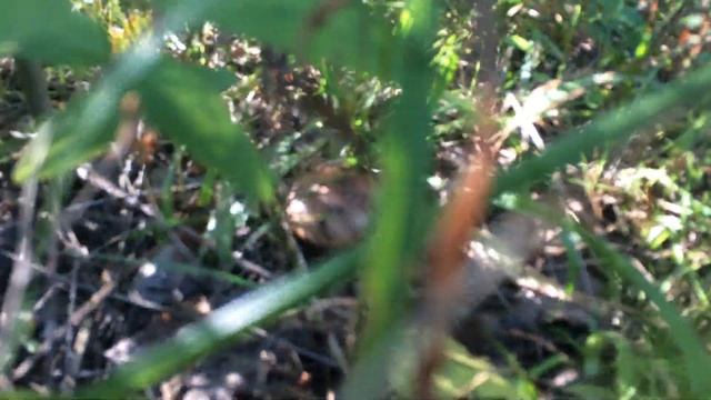 Рядовки желто - бурые, съедобные грибы рядовки - распространенные грибы. Грибница рядовок. смотреть онлайн