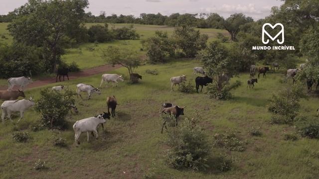 O LEÃO NÃO ESPERAVA QUE AS VACAS FIZESSE ISSO смотреть онлайн