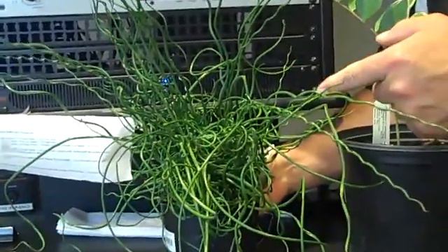 In the Garden With Ron Wilson 06-08-13 смотреть онлайн