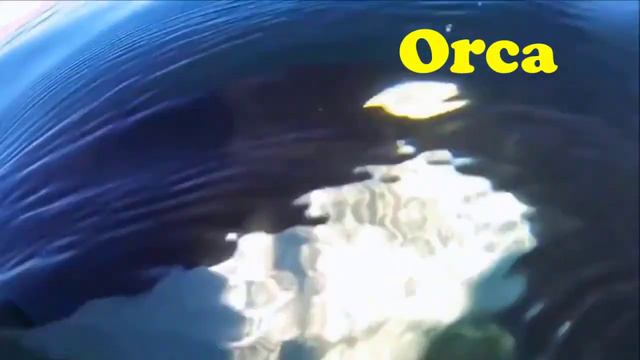 AQUATIC MAMMALS Sounds And Names  For Children To Learn  Learning Aquatic Mammals For Children