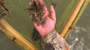 Как и на что поймать креветку! Рыбалка в море на самодельную ловушку.