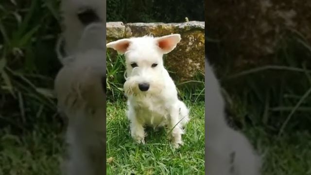 white dog is sitting on the grass#shortsvideo смотреть онлайн