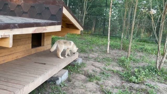 Канадский волк Акела принял в стаю сразу двух малышей. Мини экскурсия для поставщиков корма. смотреть онлайн