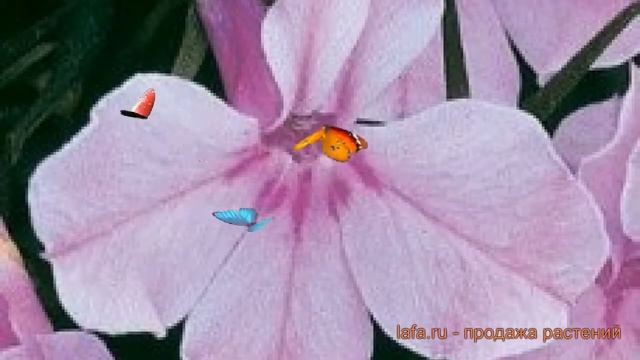 Лобелия прямостоячая Лилак ? прямостоячая лобелия Лилак обзор: как сажать, семена лобелии Лилак смотреть онлайн