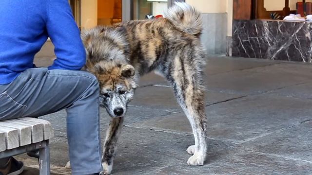 Очень красивая собака Акита-Ину / Тигровая Акита-Ину смотреть онлайн