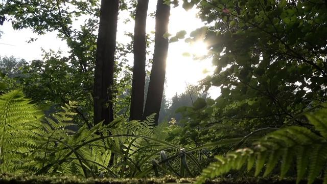 Слушайте пение лесных птиц для расслабления и отдыха, разгрузки нервной системы и сна, АСМР.? смотреть онлайн