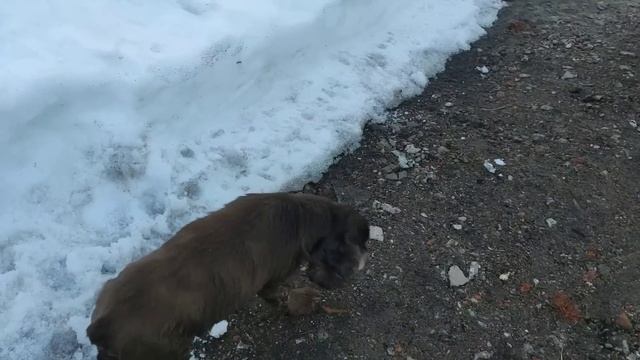 Увезли Джесси к ветеринару/пришлось ставить капельницу. смотреть онлайн