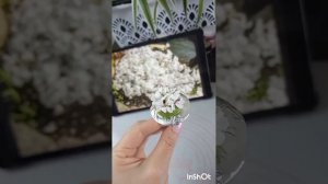 Творожная крем-паста.  Практический урок.