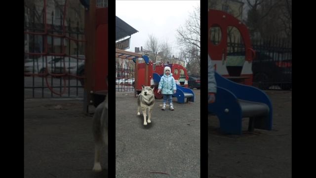 Ева встретила ВОЛКА на игровой площадке #животные #shorts #animals #wolf #life #tiktok #nature #kids смотреть онлайн