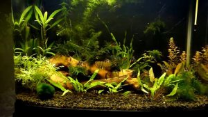 Аквариум jebo 80 литров