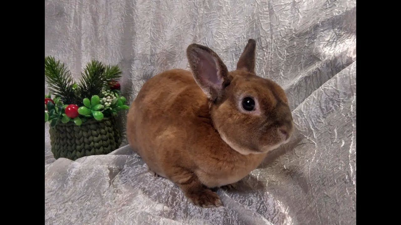 Малыш породы Рекс