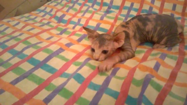 Котята Канадского Сфинкса смотреть онлайн