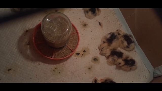 Цыплята Леггорн Долматинец смотреть онлайн