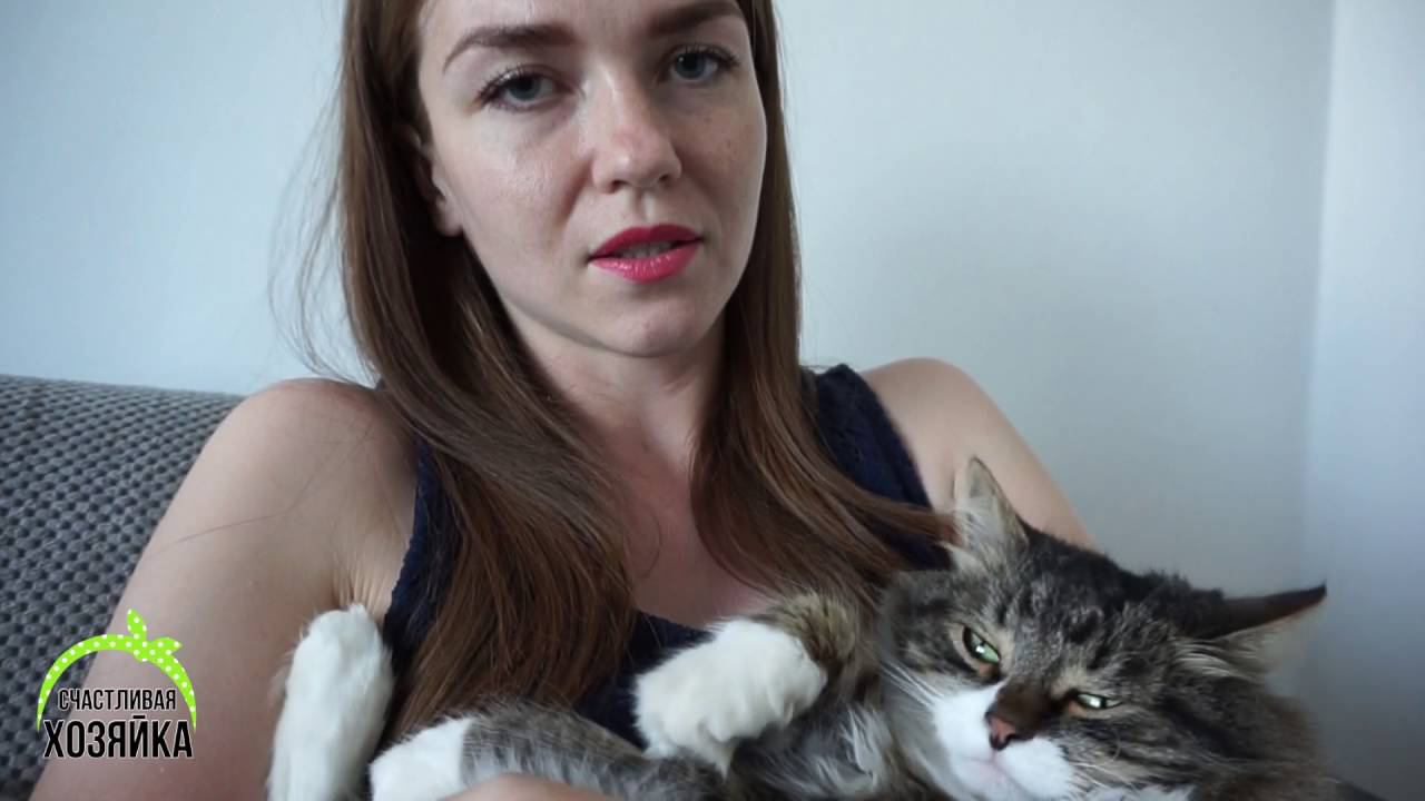 Как ужиться с ДВУМЯ КОТАМИ? Особенности содержания СФИНКСОВ смотреть онлайн