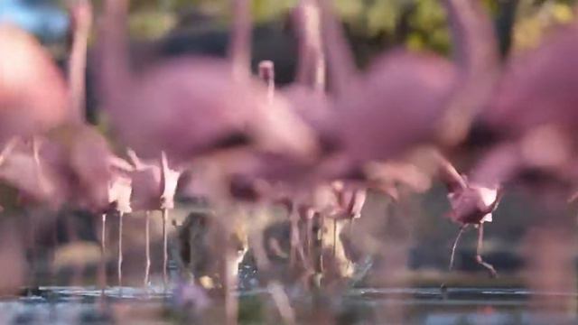 Король Лев - Поскорей бы мне стать королем