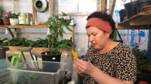 Как я черенкую метельчатые и древовидные гортензии с февраля-марта. Зелёными и деревянными черенкам