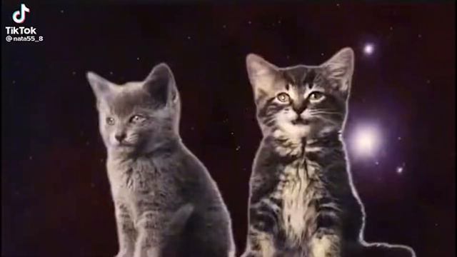 1 час поющих котиков | котики поют | Singing Cats