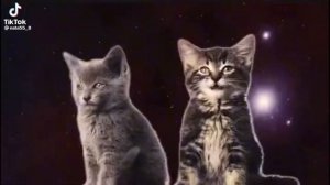 1 час поющих котиков | котики поют | singing cats