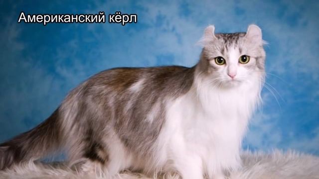топ 10 самых дорогих пород кошек. Самые дорогие кошки, цена указана смотреть онлайн