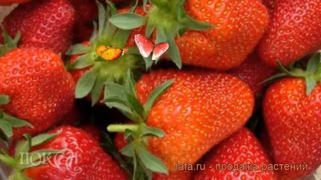 Земляника садовая Феличита (felicita) ? обзор: как сажать, рассада земляники Феличита смотреть онлайн