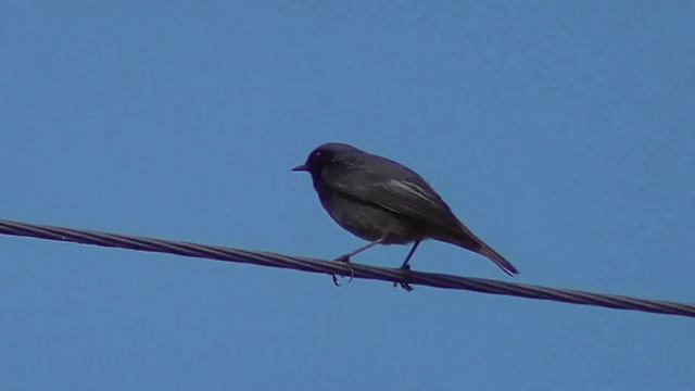 Весна, птицы вернулись смотреть онлайн