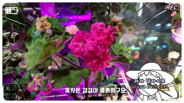 (제라늄#37)_🌷제라늄_라라딜라이트 제라늄(Geranium), 펠라고늄(Pelargonium) 🌱 유럽제라늄