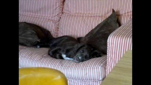 Working Cocker Spaniel Puppy смотреть онлайн