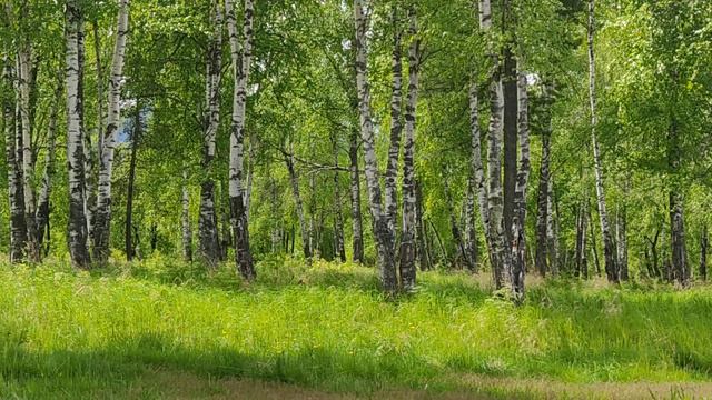 Байкал.. Моря, леса, поля и реки... смотреть онлайн