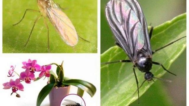 Вредители орхидей — почему появляются и как бороться смотреть онлайн