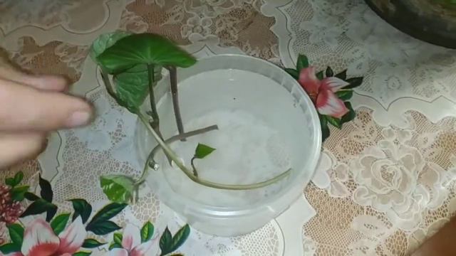 С АЛИ ЭКСПРЕСС смотреть онлайн