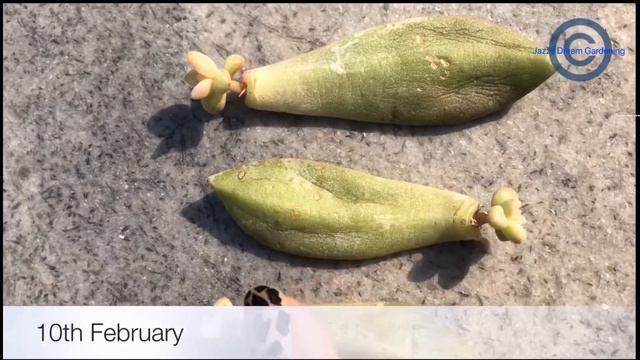 Echeveria Propagation from leaves смотреть онлайн