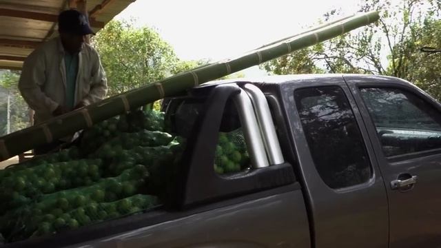 Guadua Bamboo And Melina (Gmelina) Wood