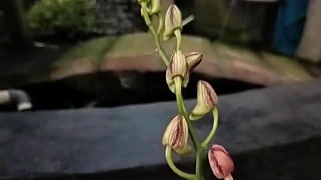 Dendrobium Burana Stripe 'mutation'
