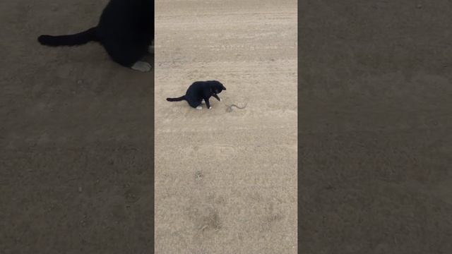 Собака и кошка едят змею! смотреть онлайн