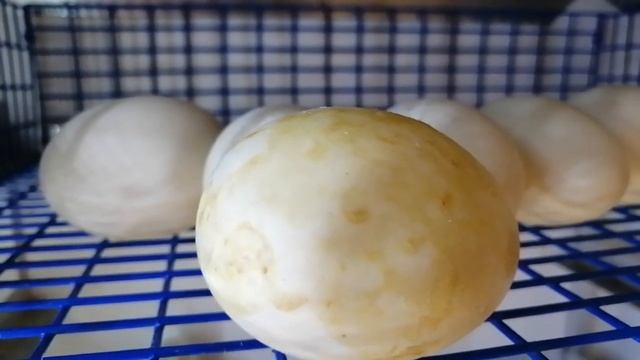Продаю цыплят , индюшат, инкубационное яйцо. смотреть онлайн