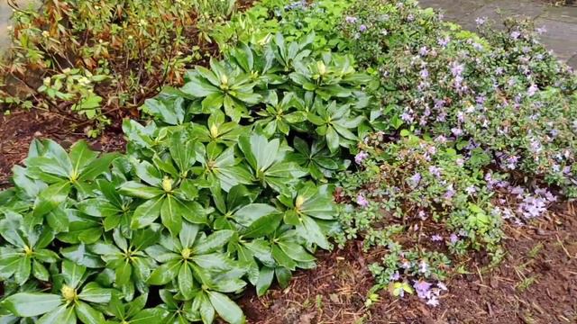 "Лето, ах, лето! Лето звёздное, будь со мной!" Парк рододендронов,Бабите. Rhododendron park,Babite. смотреть онлайн