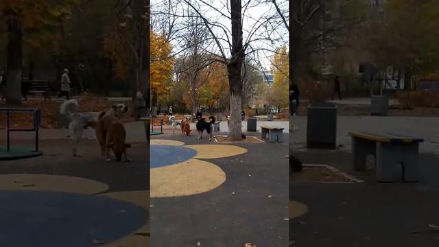 Собаки на детской площадке смотреть онлайн