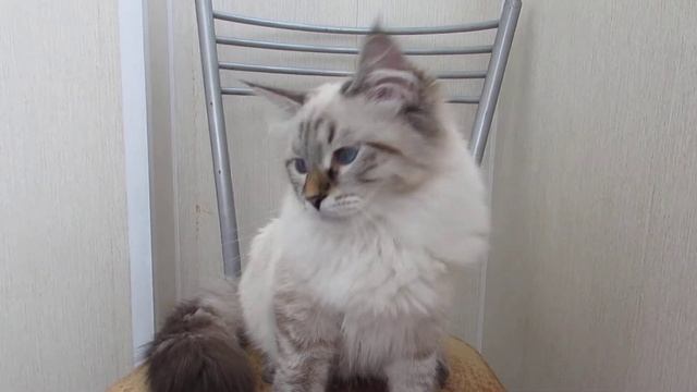 Невский котенок - голубые глазки. Очень ласковый. Чудесный компаньон! смотреть онлайн