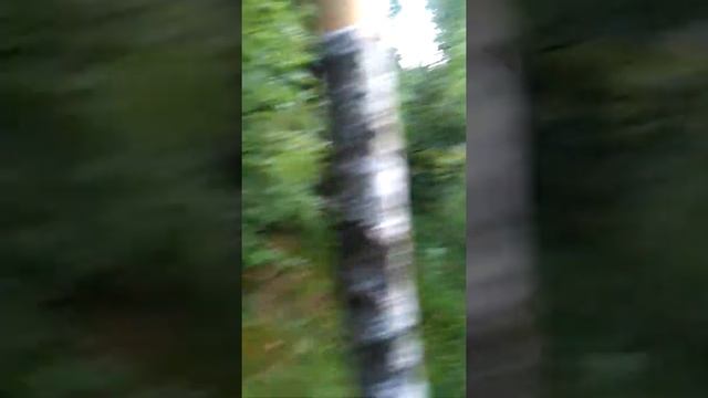 Снимаем кору с березы смотреть онлайн