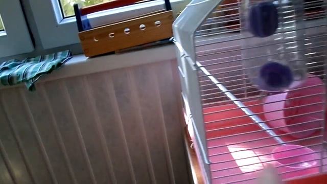 2/ Клетка для сирийского хомяка, готовимся. смотреть онлайн