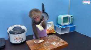 Домашняя обезьянка Bibi