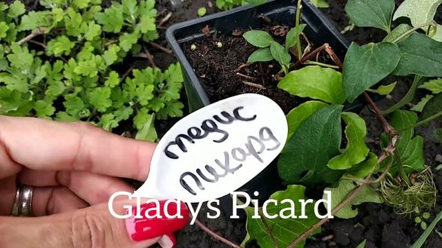 НА ДАЧЕ! Мои цветы, начало июня. смотреть онлайн