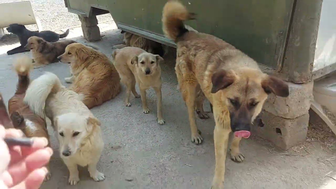 Кобели дерутся. Надо кастрировать. #animalshelter  #dogsshelter  #приюткарипиди