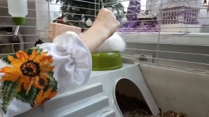 Карликовые кролики - содержание и уход, плюсы и минусы содержания