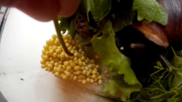 Кладка яиц улитки ахатины в небольшом стеклянном аквариуме. Как выглядят яйца большой улитки ахатин смотреть онлайн