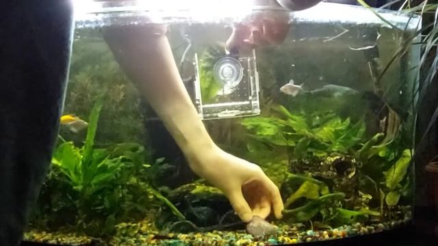 Когда рыбки отложили Икру в Аквариуме, Что можно с ней сделать! смотреть онлайн