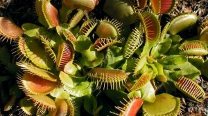 Венерина мухоловка. Выращивание в домашних условиях