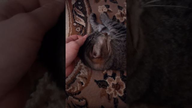 Мурка ласкается смотреть онлайн