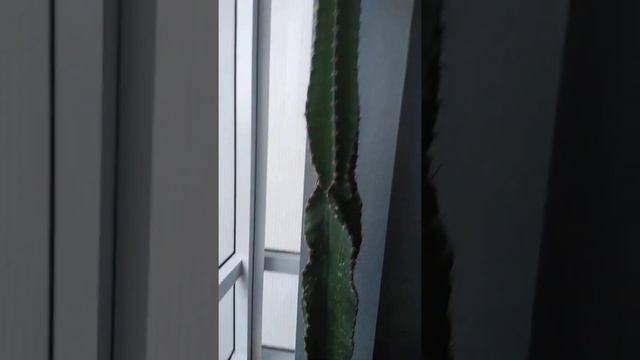 Peruvian Apple Cactus..my alaga смотреть онлайн
